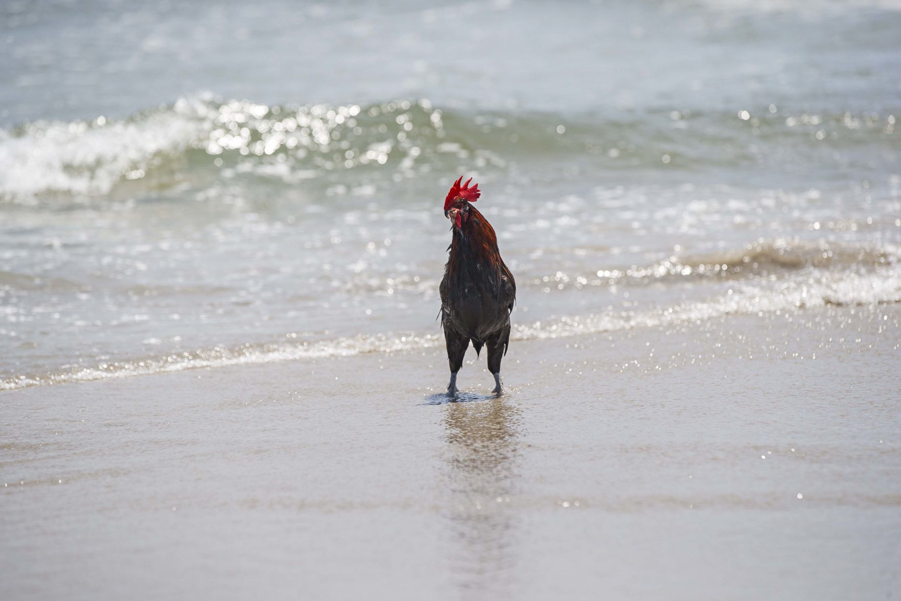 Bluff, an adventurous Rooster